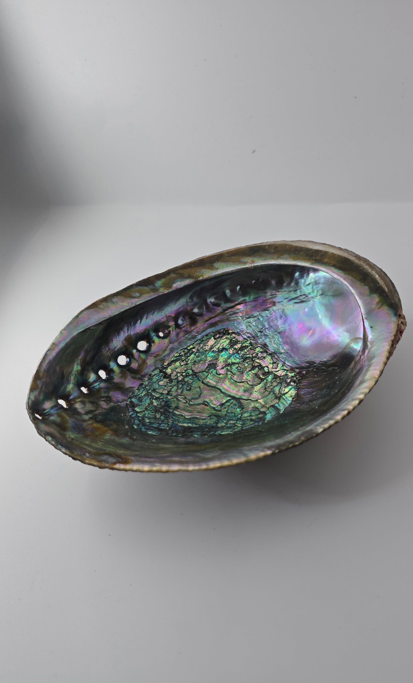 Abalone Shell 14cm Cleansing bowl for Sage, Palo Santo & Rituals