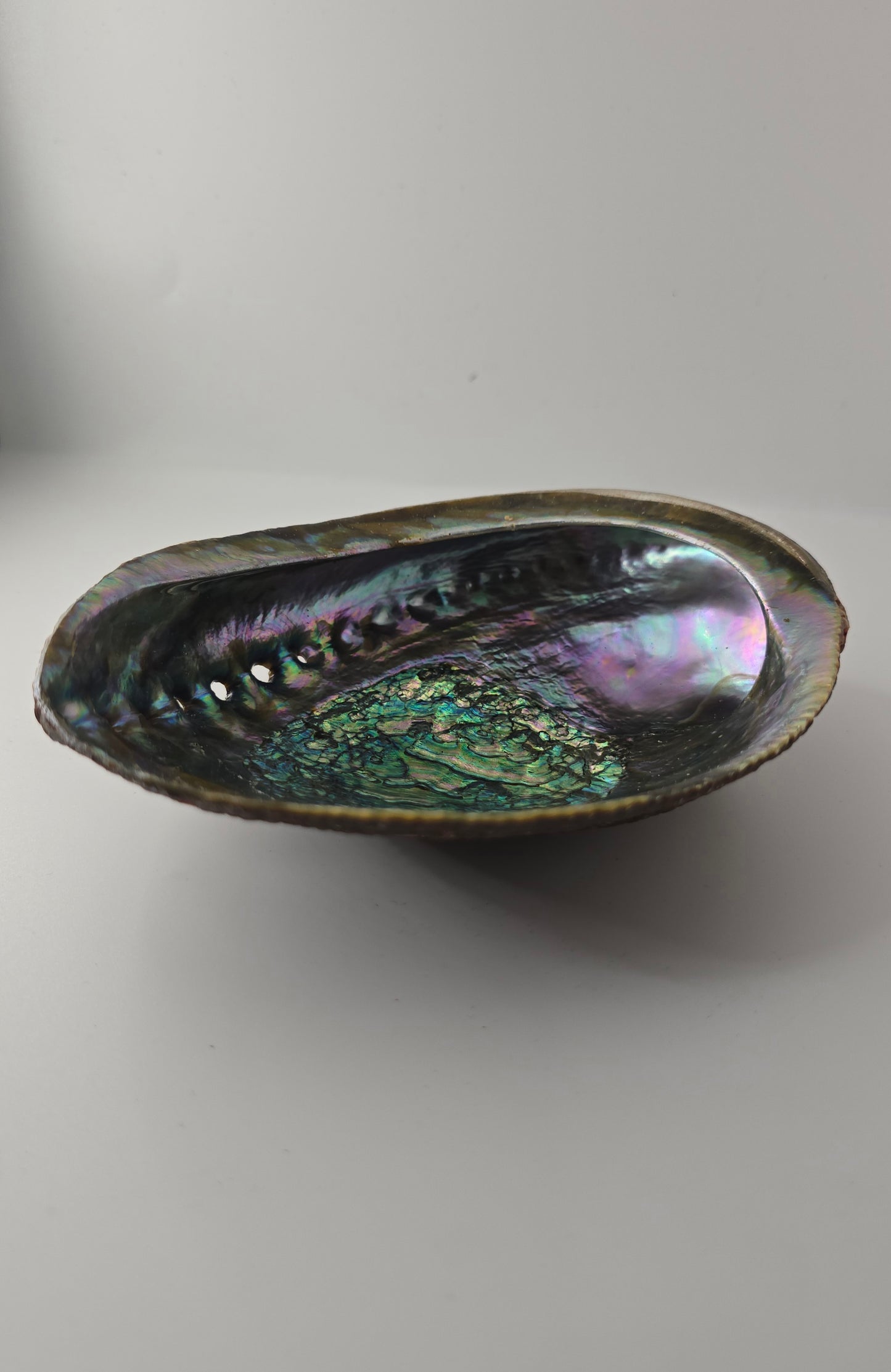 Abalone Shell 14cm Cleansing bowl for Sage, Palo Santo & Rituals