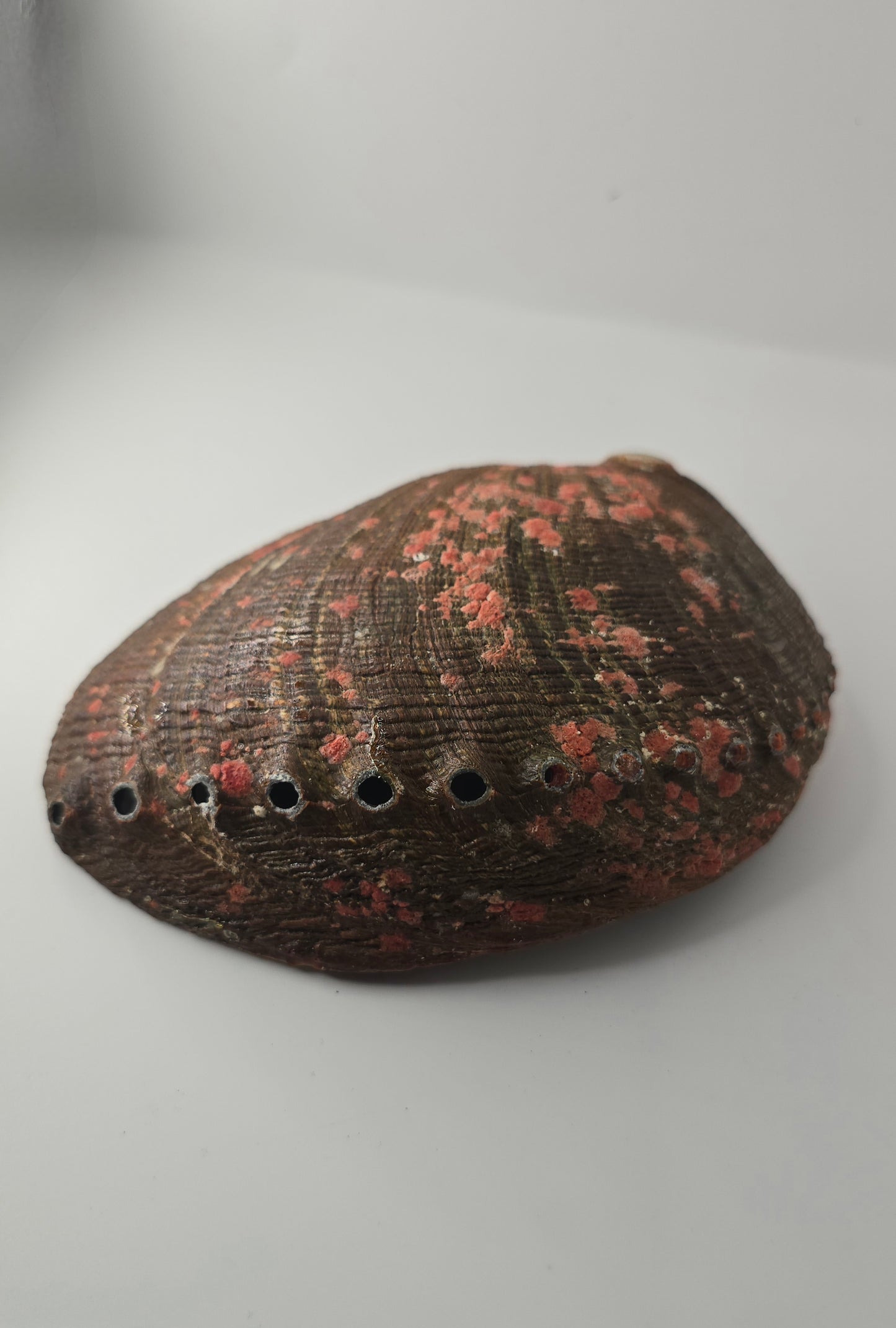 Abalone Shell 14cm Cleansing bowl for Sage, Palo Santo & Rituals