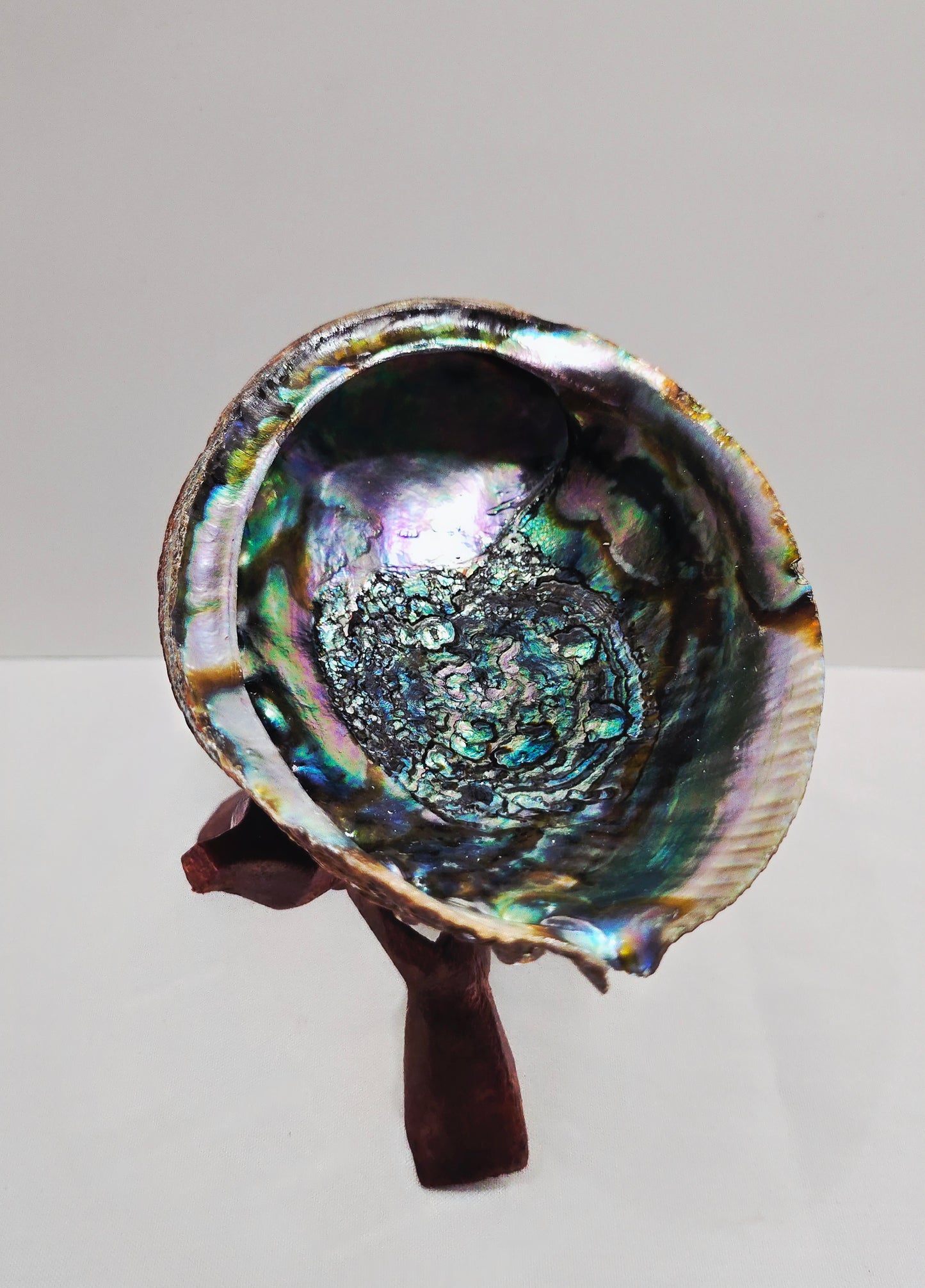 Abalone Shell 14cm Cleansing bowl for Sage, Palo Santo & Rituals