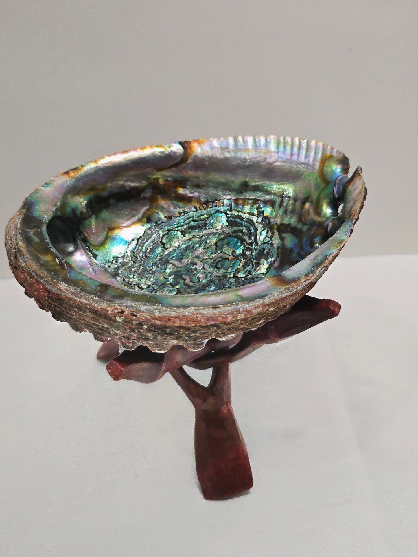 Abalone Shell 14cm Cleansing bowl for Sage, Palo Santo & Rituals