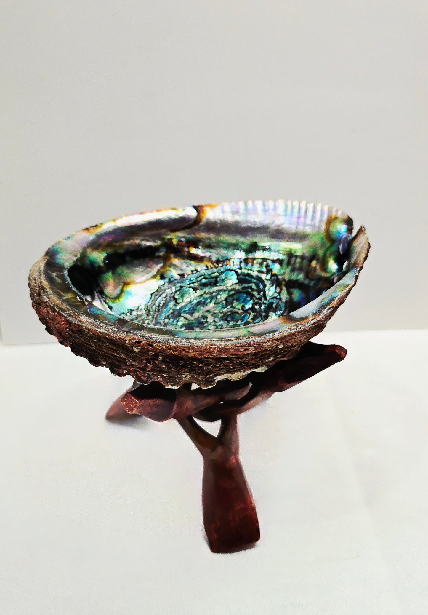 Abalone Shell 14cm Cleansing bowl for Sage, Palo Santo & Rituals